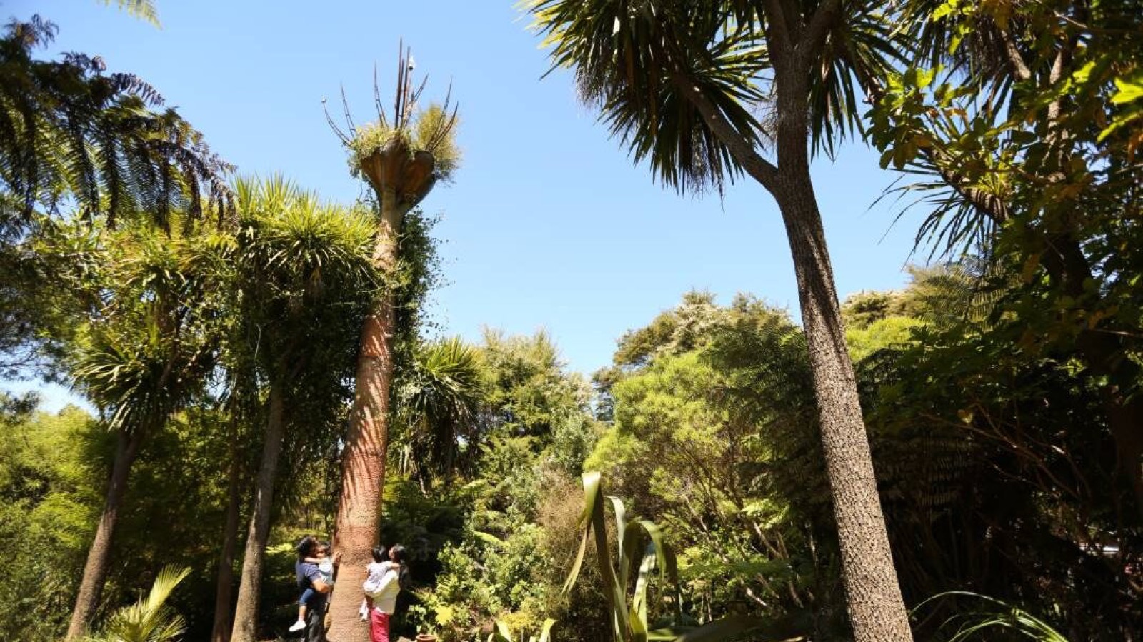 Regenerating forest at Driving Creek, with people at the base of the trees